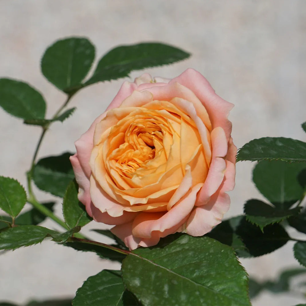 Apricot Lace Dutch Florist Shrub Rose