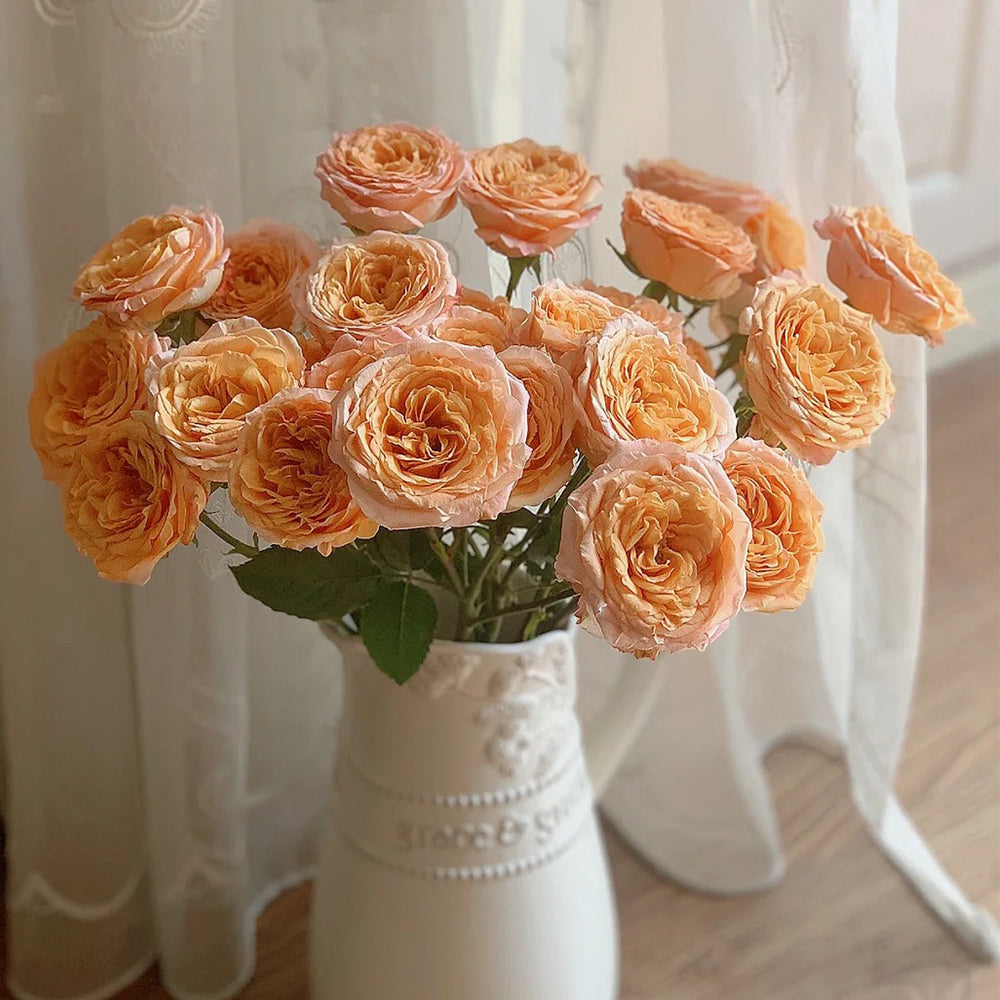 Apricot Lace Dutch Florist Shrub Rose