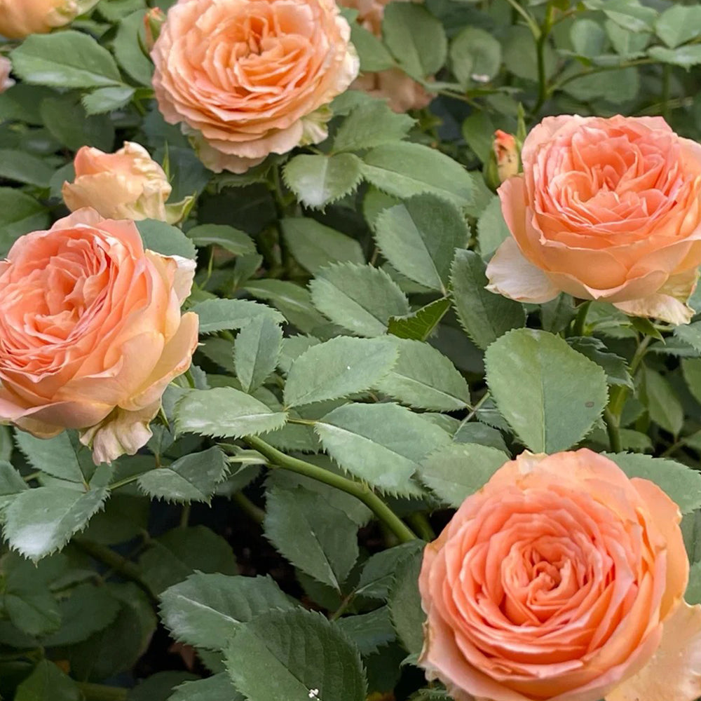 Apricot Lace Dutch Florist Shrub Rose