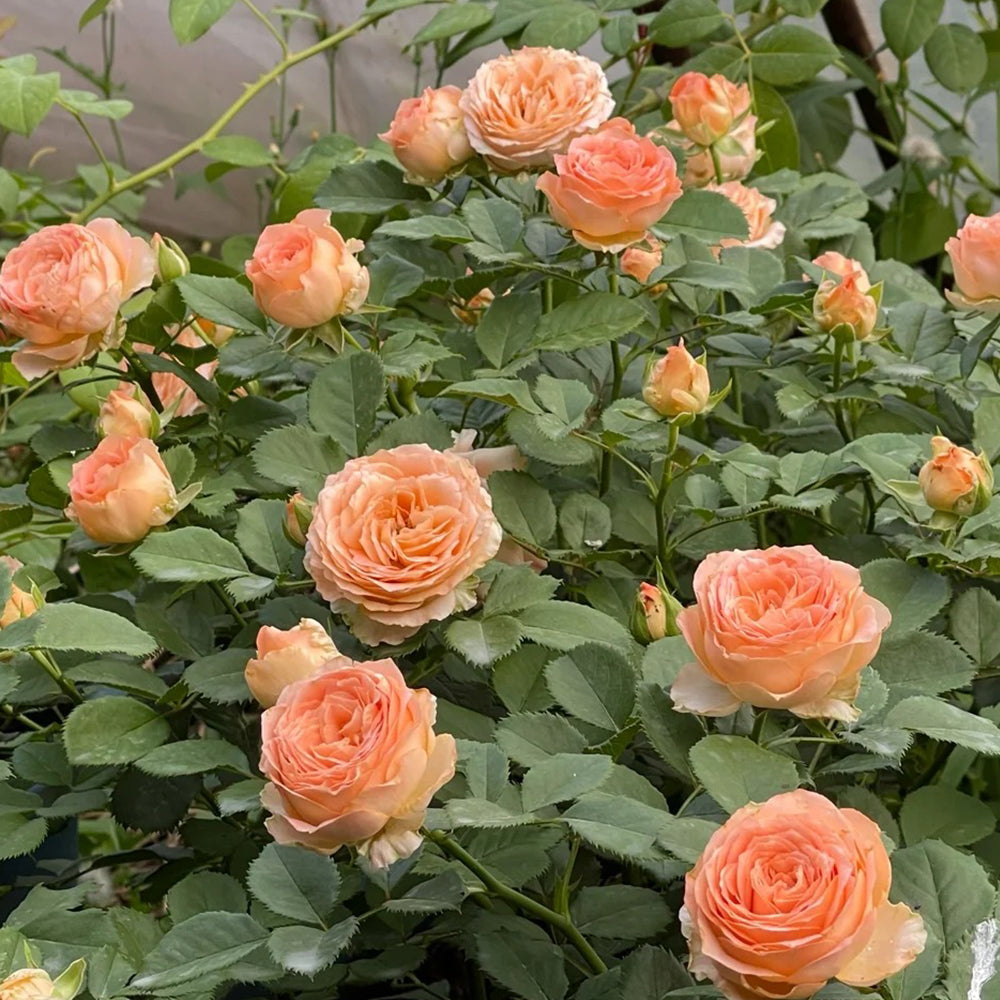 Apricot Lace Dutch Florist Shrub Rose