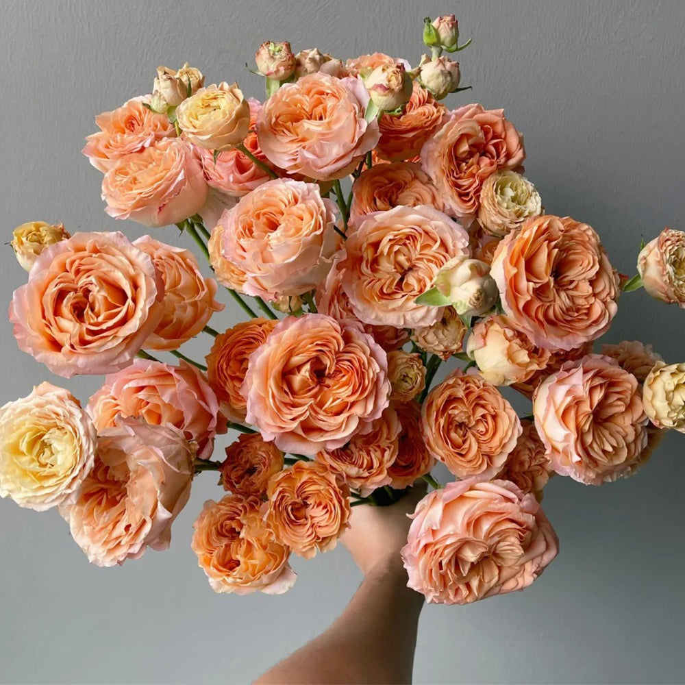 Apricot Lace Dutch Florist Shrub Rose