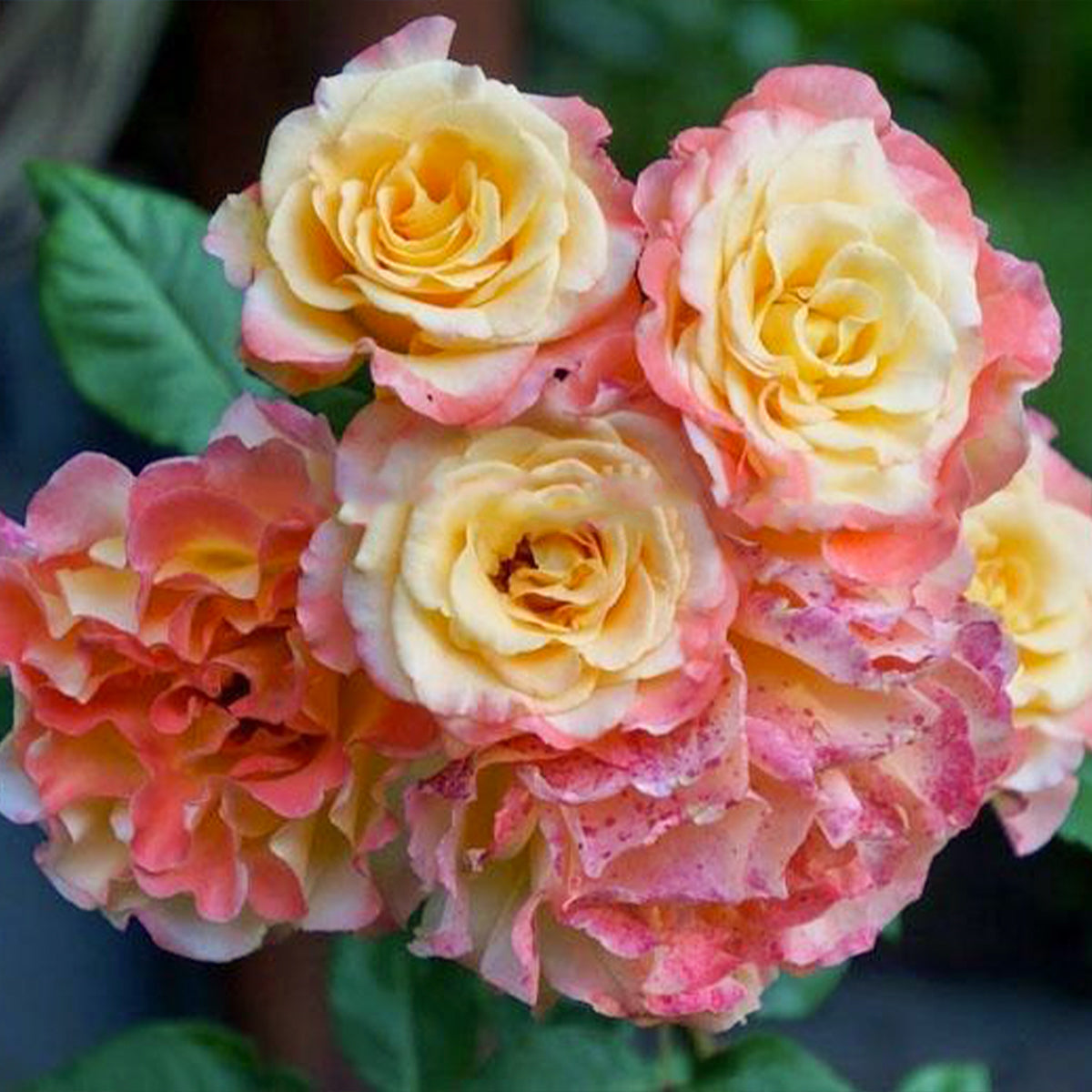 Aquarell German Florist Shrub Rose
