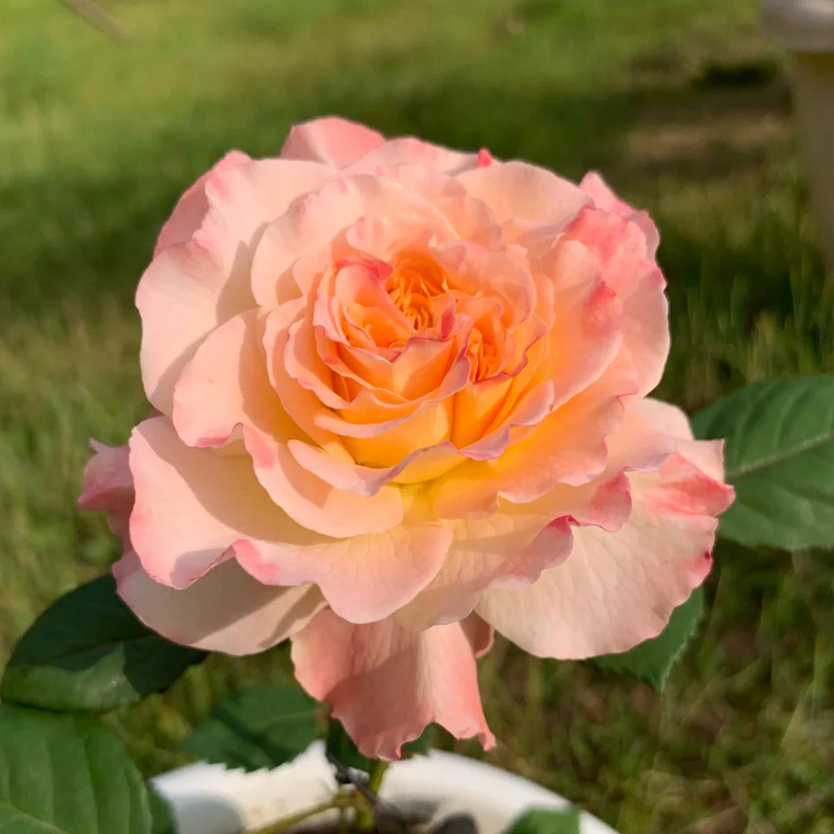Aquarell German Florist Shrub Rose
