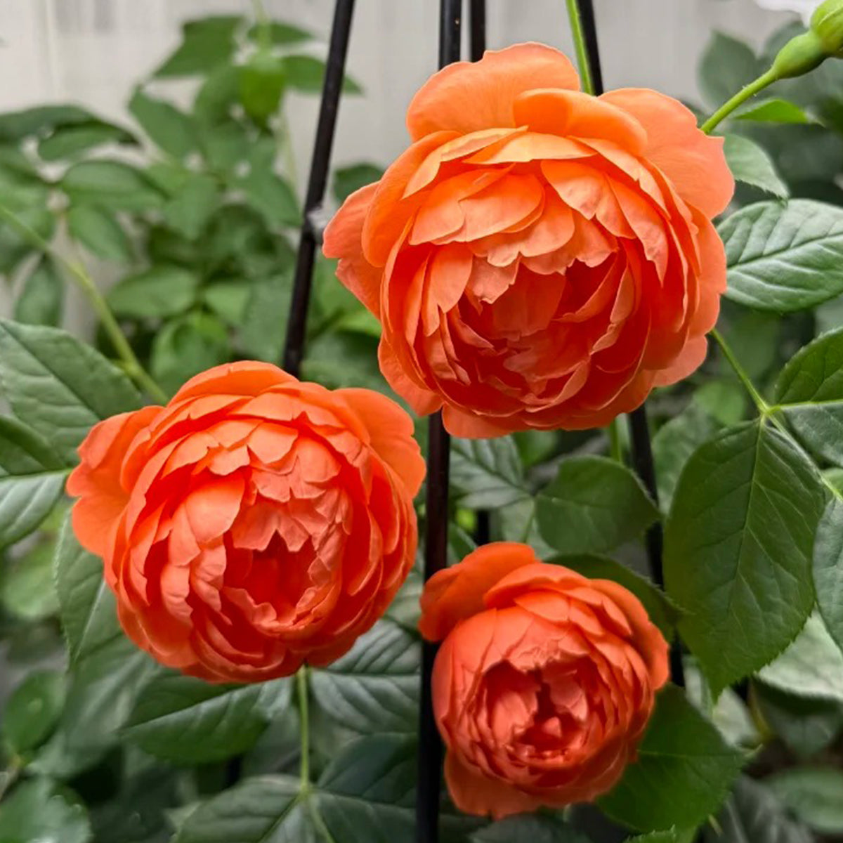 Arancia Japanese Florist Shrub Rose