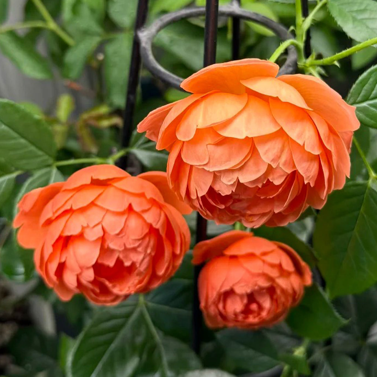 Arancia Japanese Florist Shrub Rose