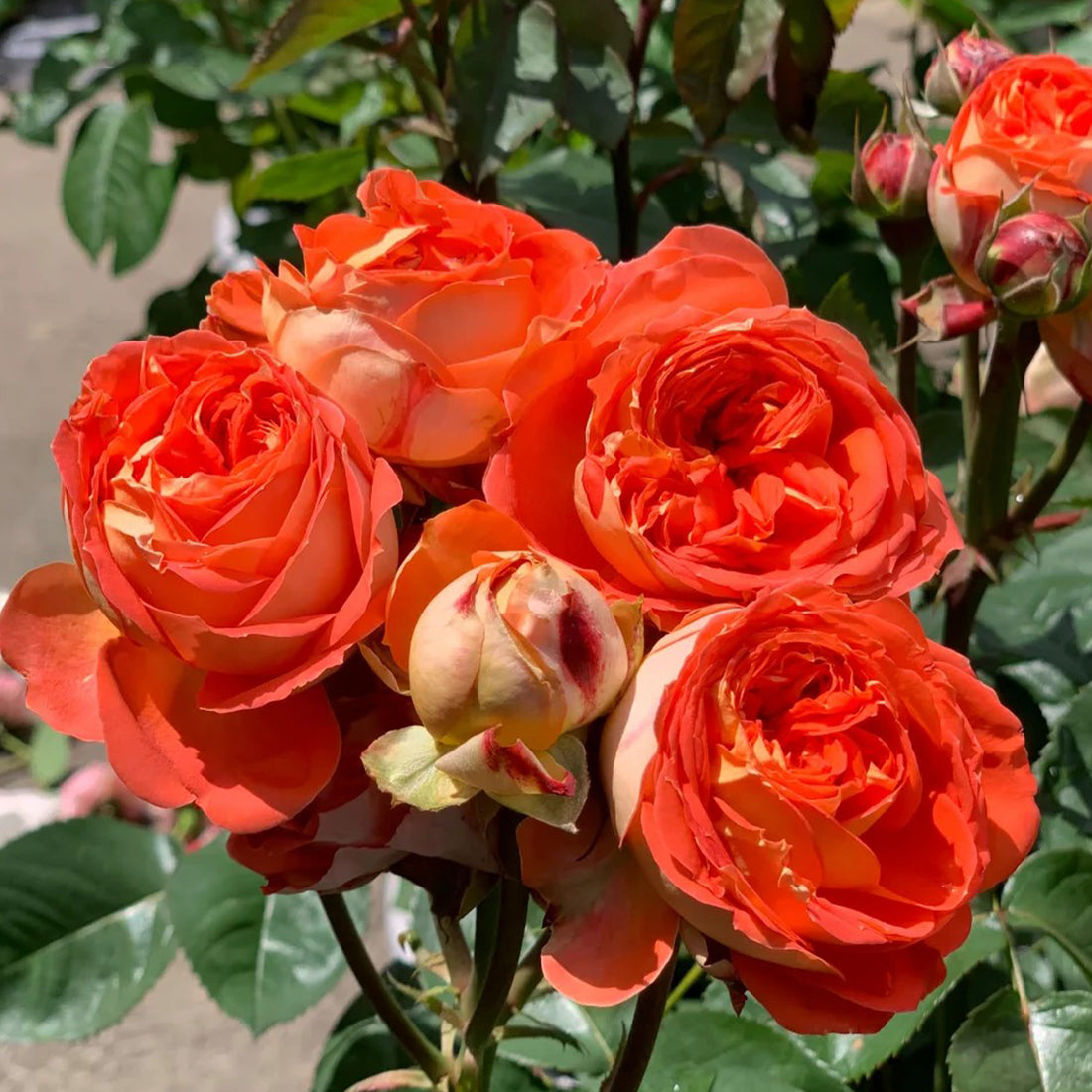 Arancia Japanese Florist Shrub Rose