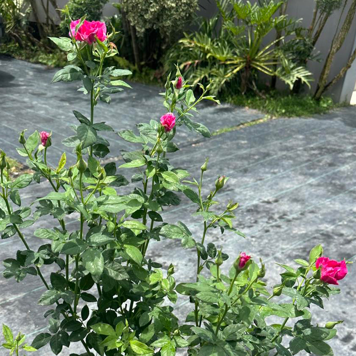 Arc of Sky Florist Shrub Rose