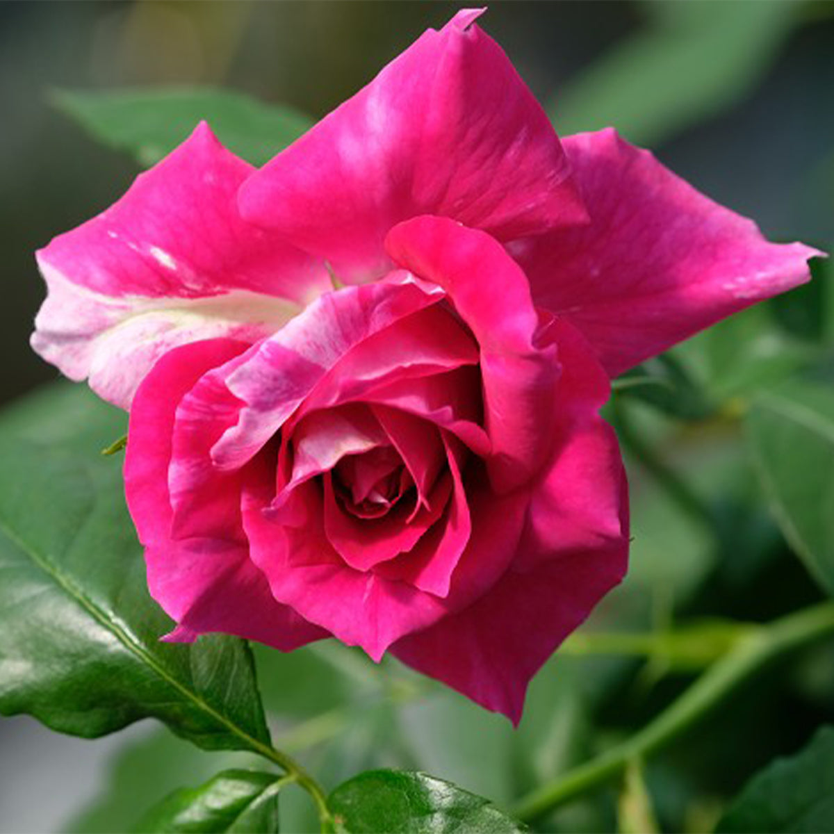 Arc of Sky Florist Shrub Rose