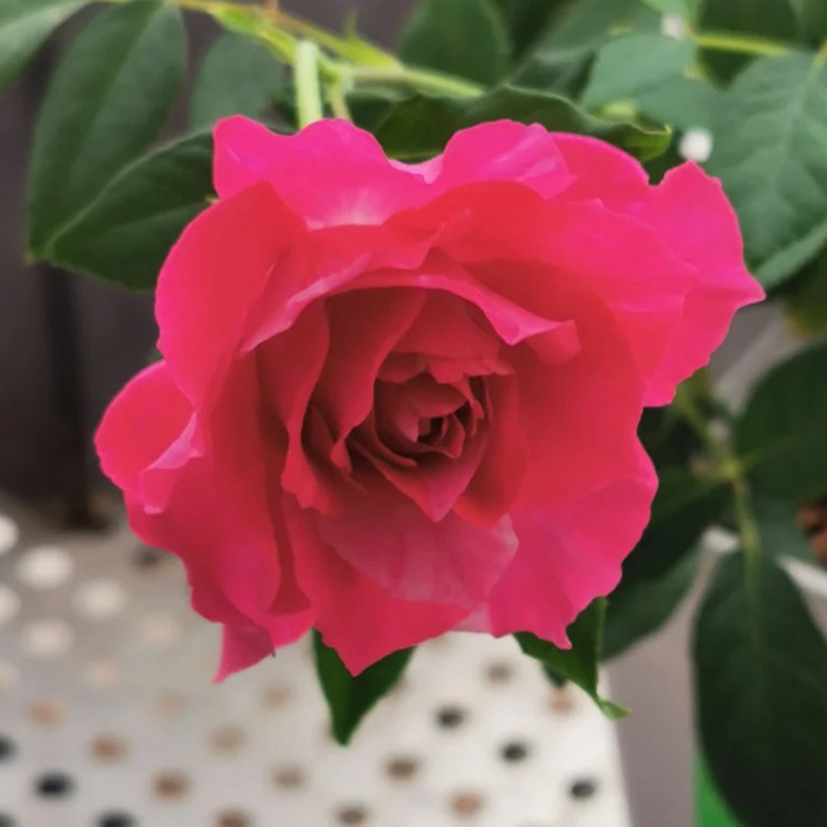 Arc of Sky Florist Shrub Rose
