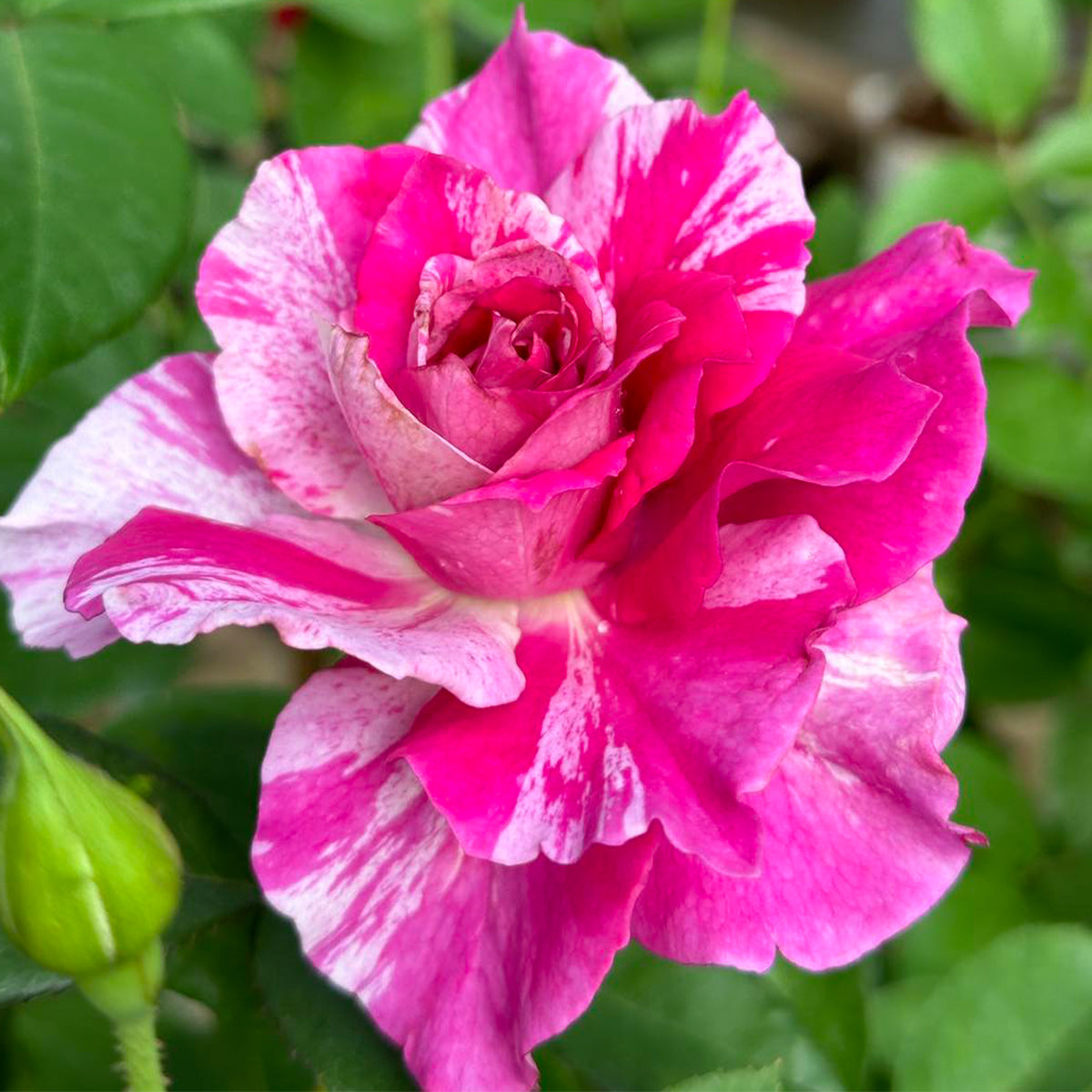 Arc of Sky Florist Shrub Rose