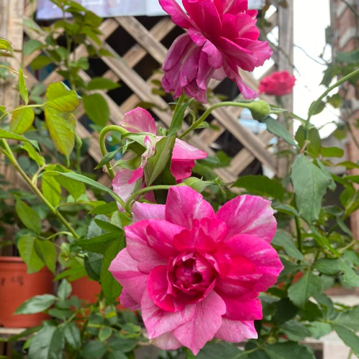 Arc of Sky Florist Shrub Rose