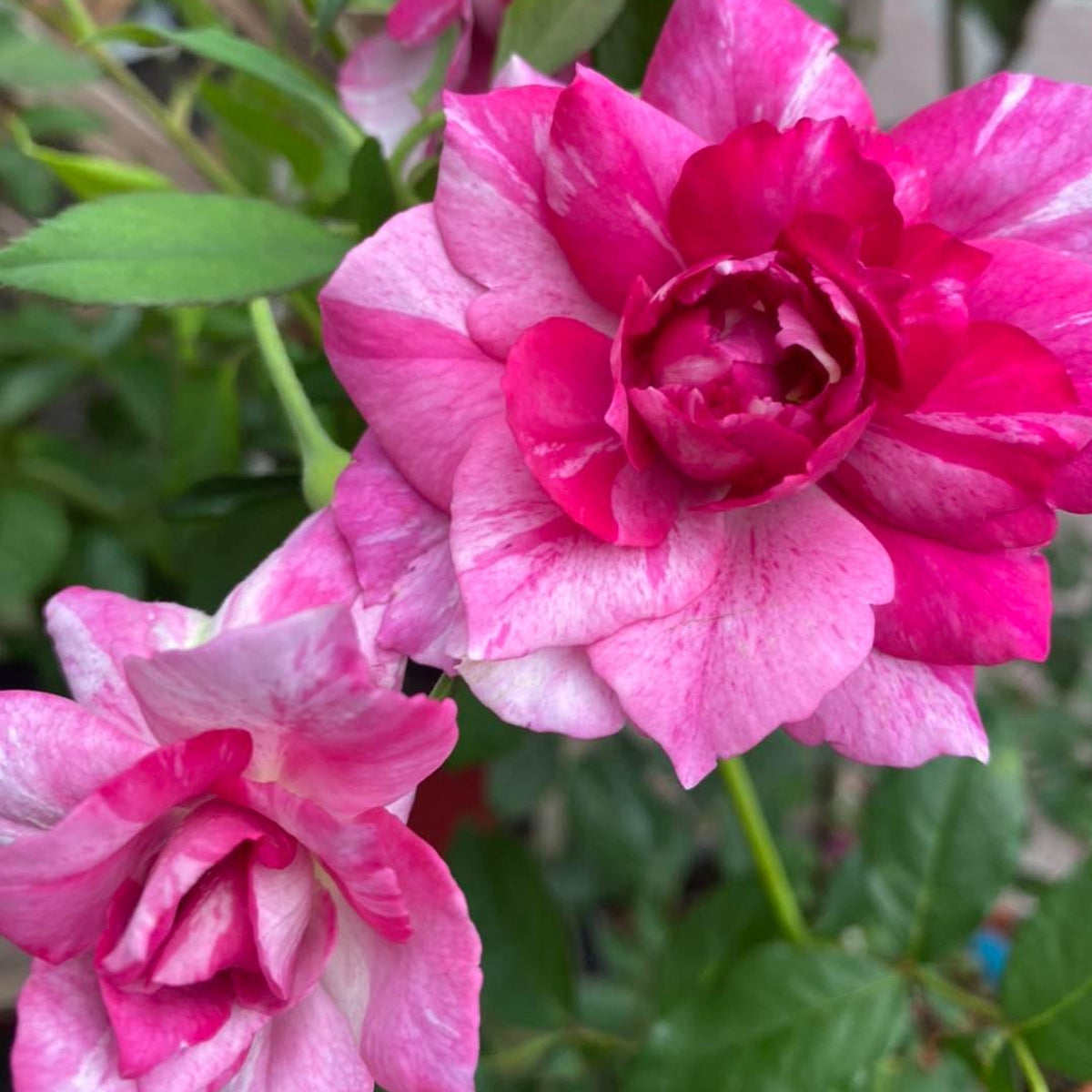 Arc of Sky Florist Shrub Rose