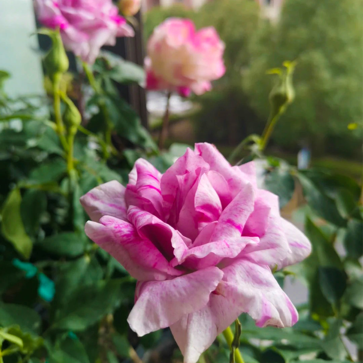 Arc of Sky Florist Shrub Rose