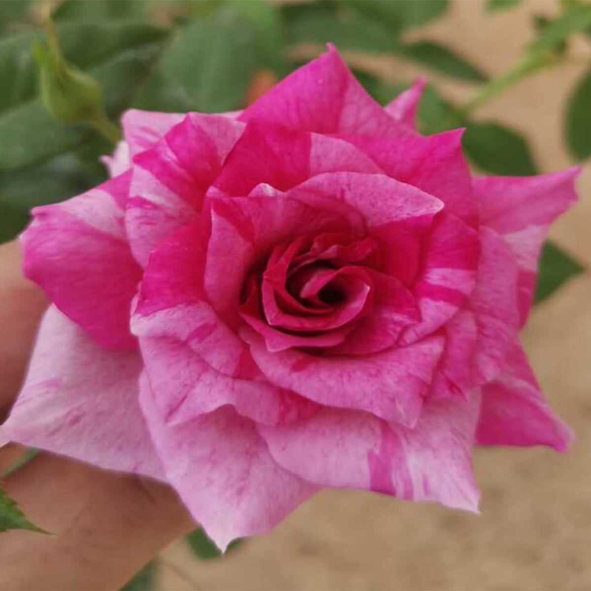 Arc of Sky Florist Shrub Rose