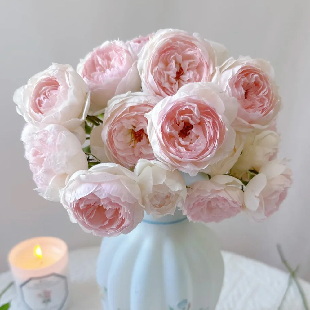 Arietta Japanese Florist Climbing Rose