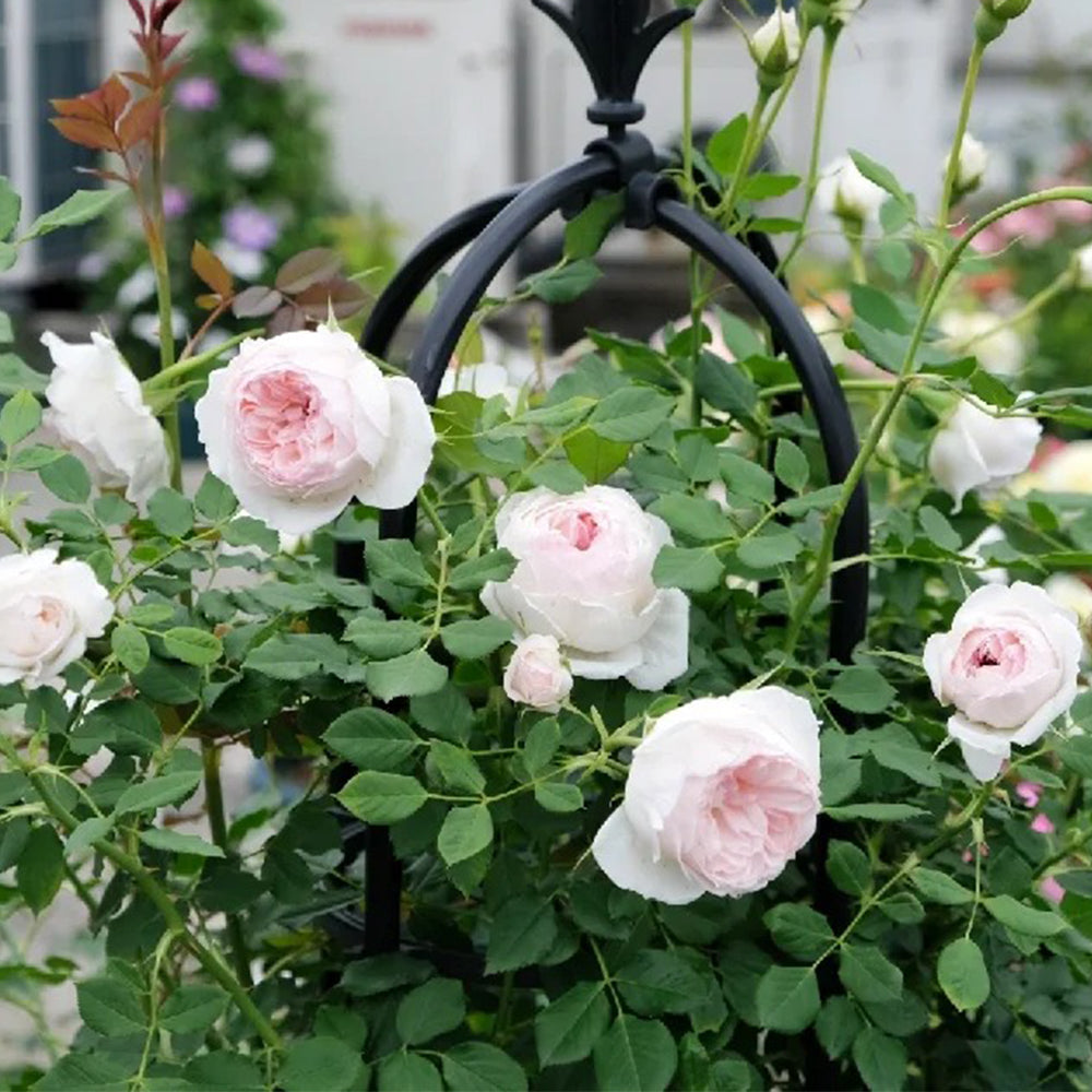 Arietta Japanese Florist Climbing Rose
