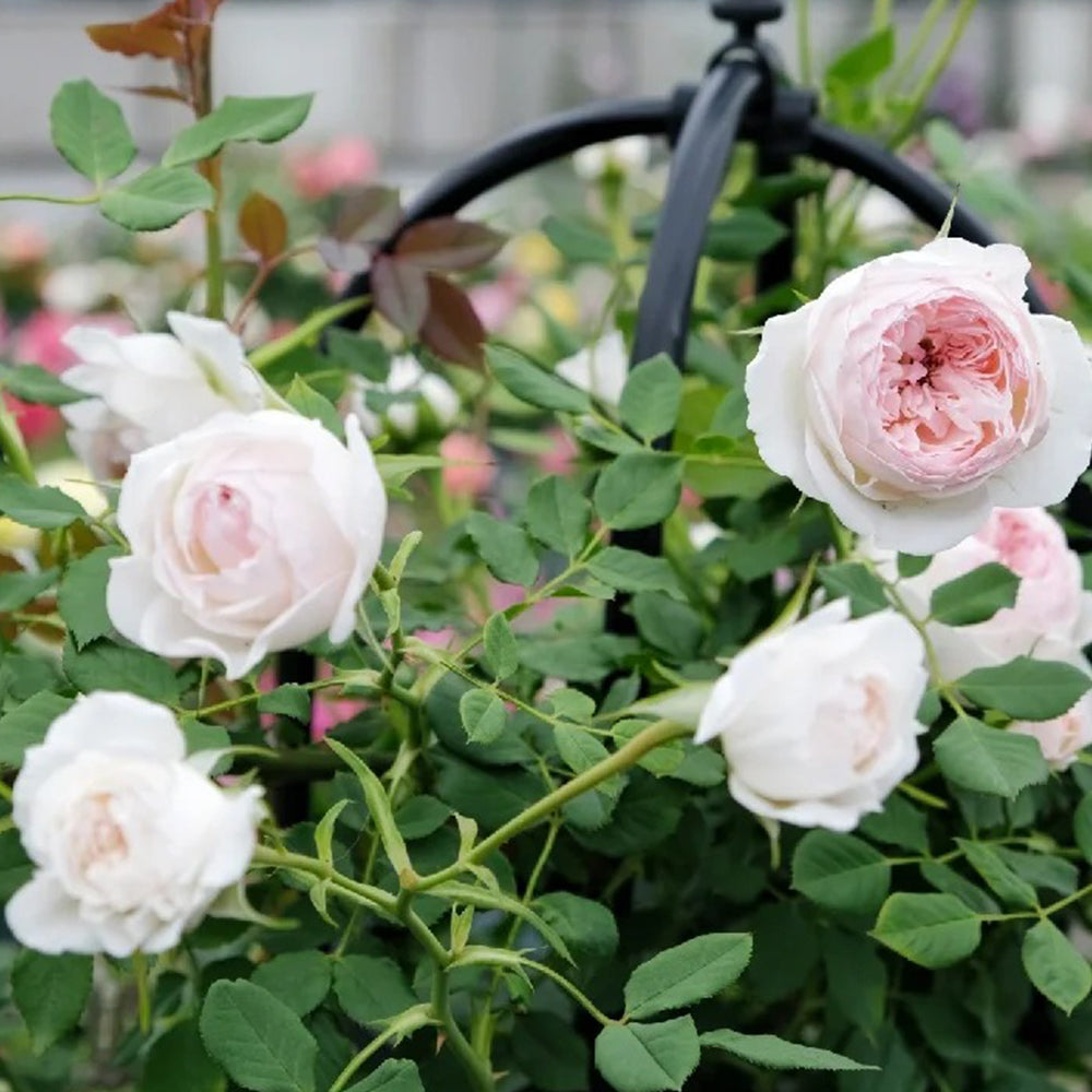 Arietta Japanese Florist Climbing Rose