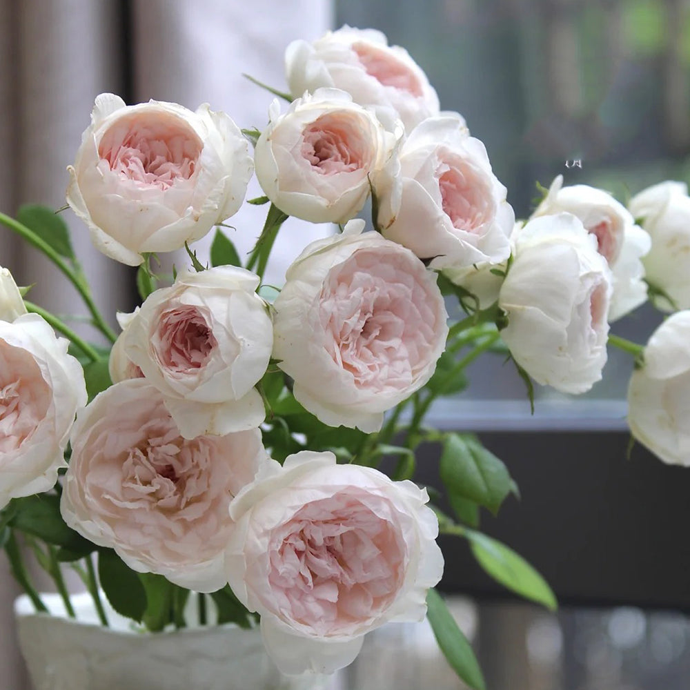 Arietta Japanese Florist Climbing Rose