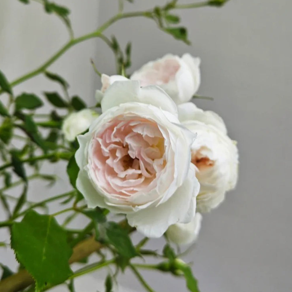 Arietta Japanese Florist Climbing Rose