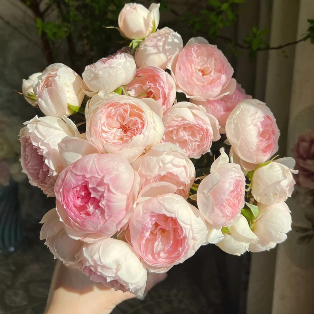 Arietta Japanese Florist Climbing Rose