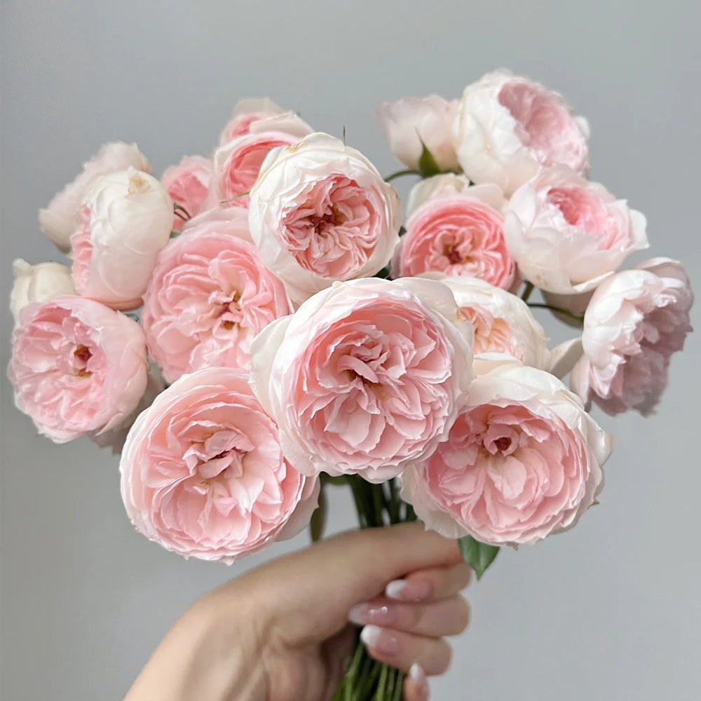 Arietta Japanese Florist Climbing Rose