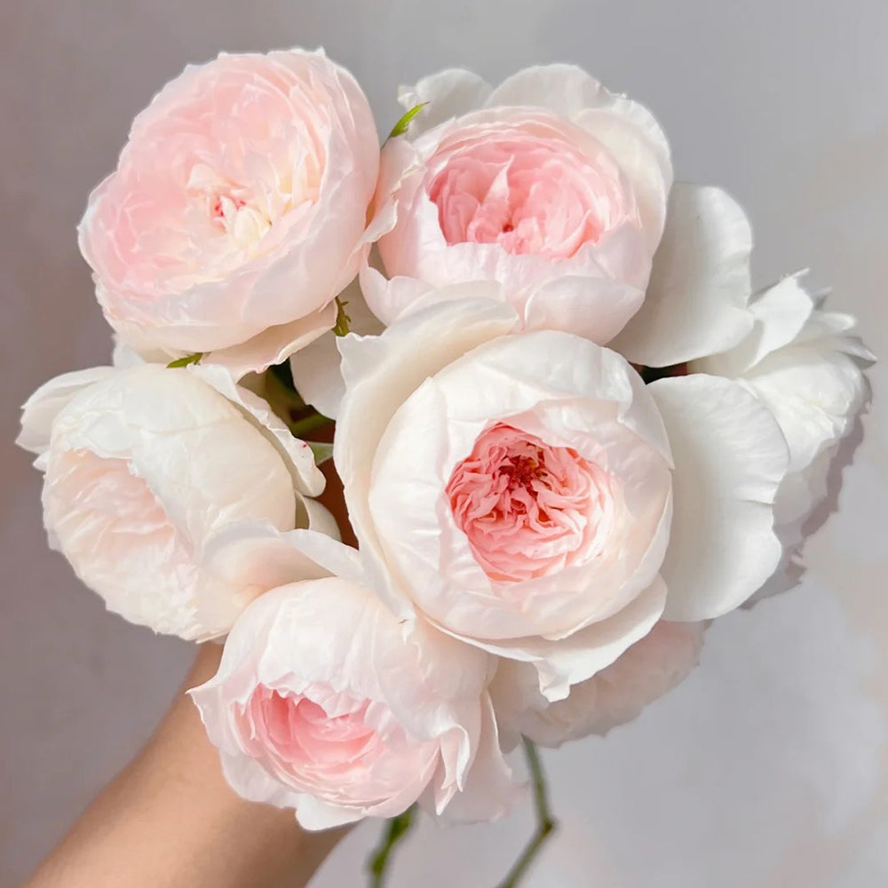 Arietta Japanese Florist Climbing Rose