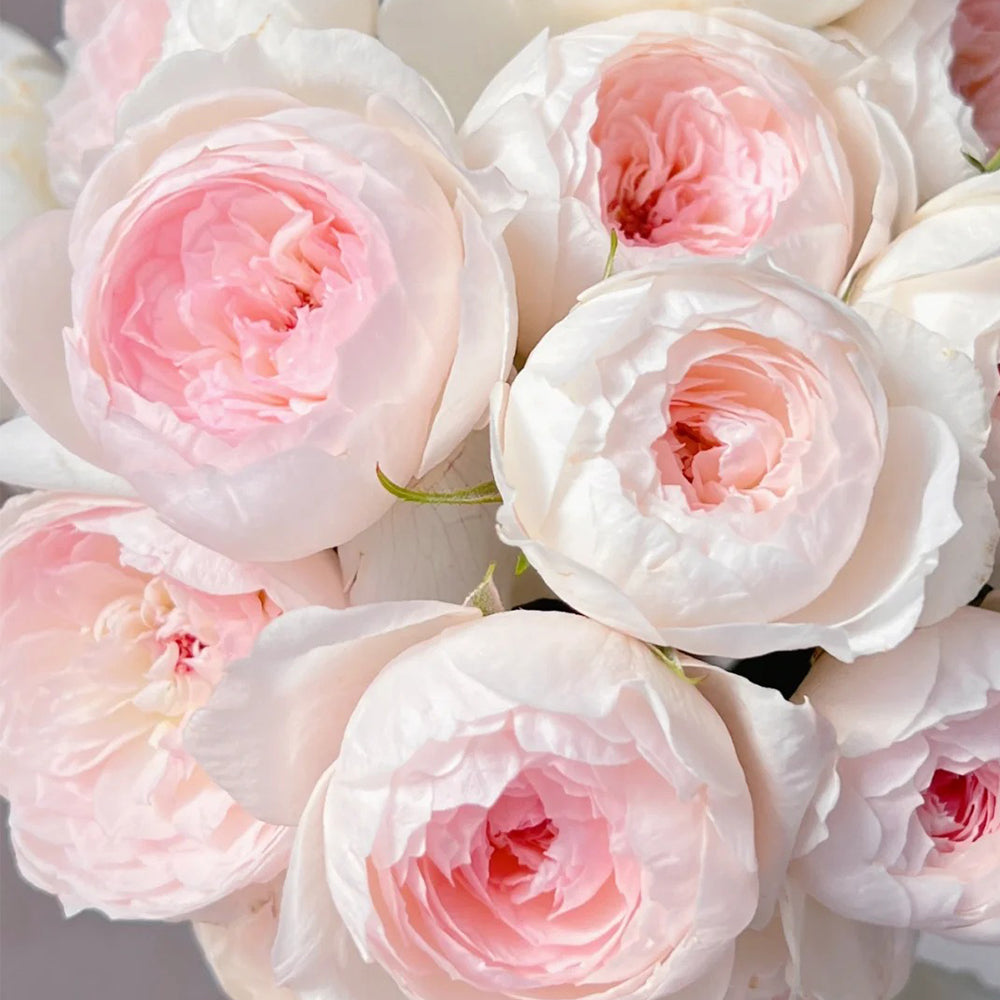 Arietta Japanese Florist Climbing Rose