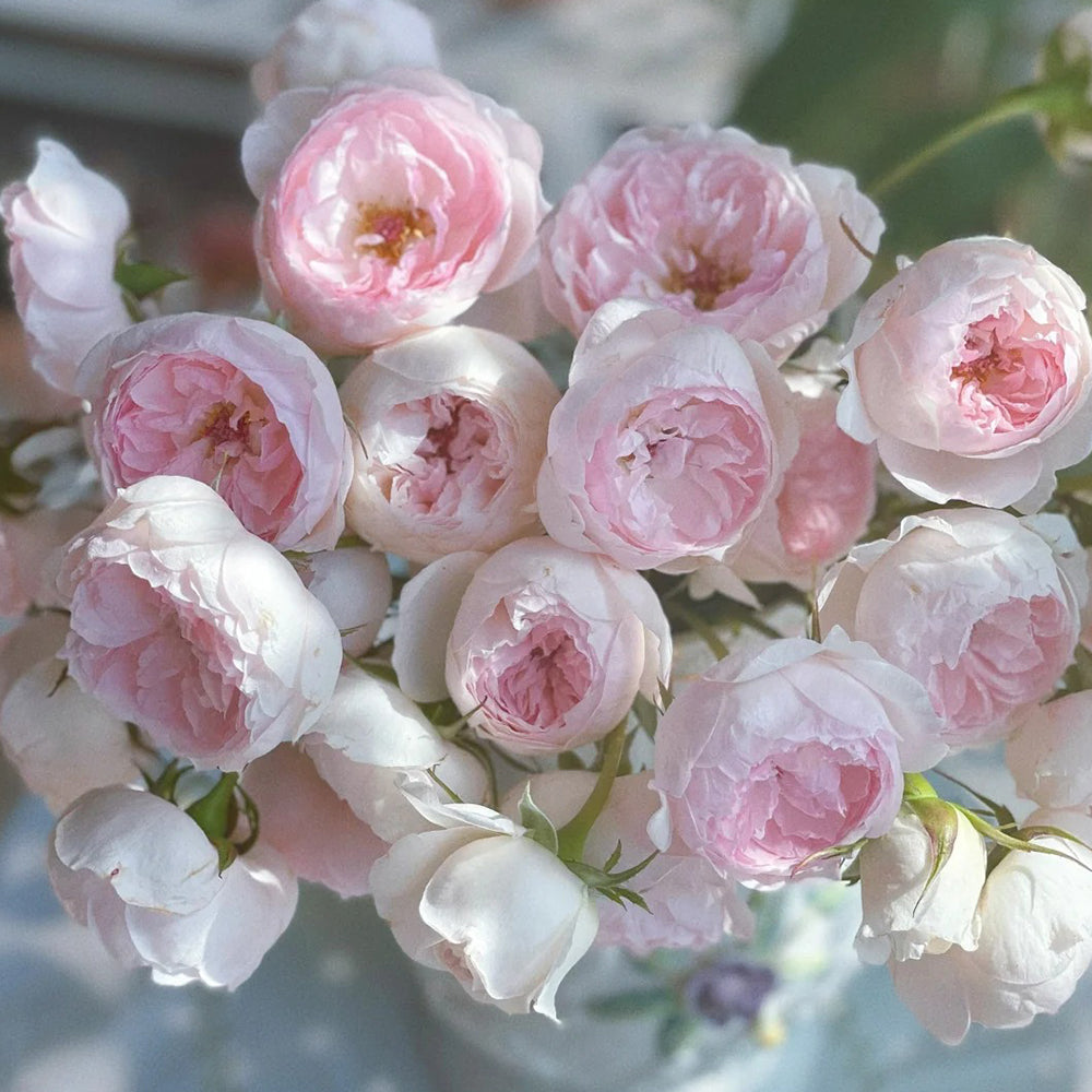 Arietta Japanese Florist Climbing Rose