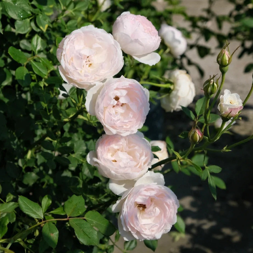 Arietta Japanese Florist Climbing Rose