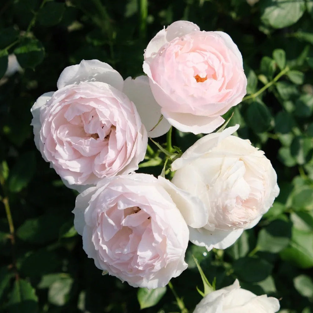 Arietta Japanese Florist Climbing Rose