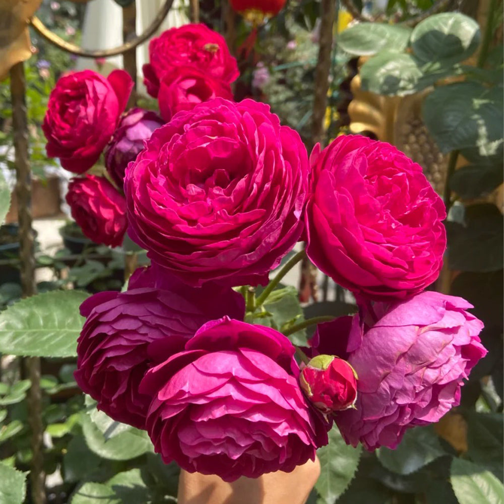 German Florist Shrub Rose Inspired by Ascot