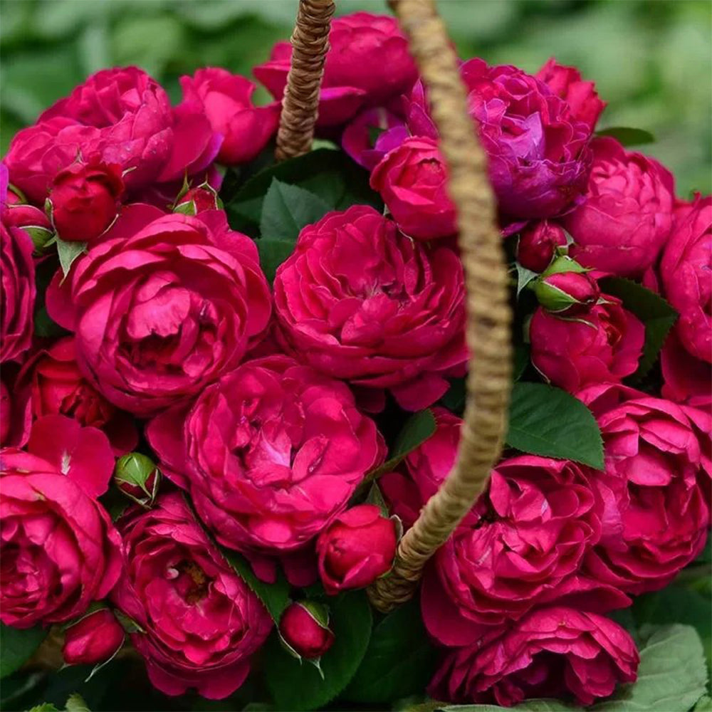 German Florist Shrub Rose Inspired by Ascot