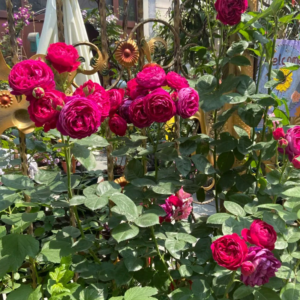 German Florist Shrub Rose Inspired by Ascot