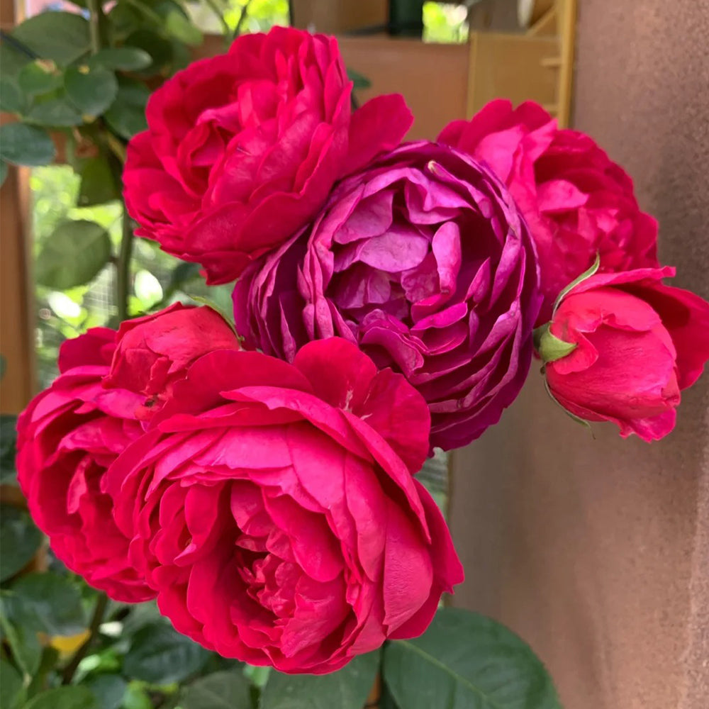 German Florist Shrub Rose Inspired by Ascot