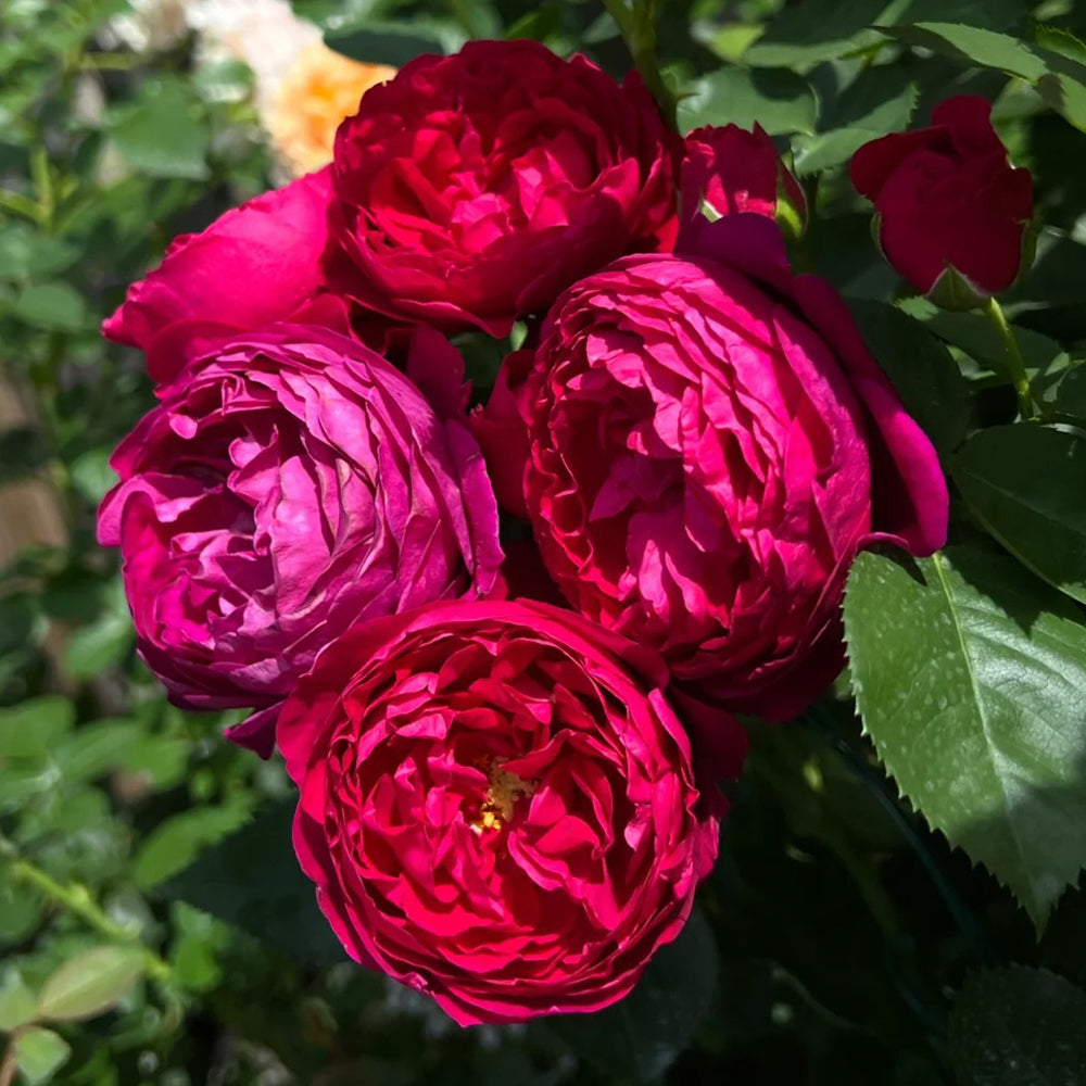 German Florist Shrub Rose Inspired by Ascot