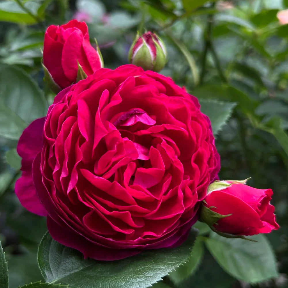 German Florist Shrub Rose Inspired by Ascot