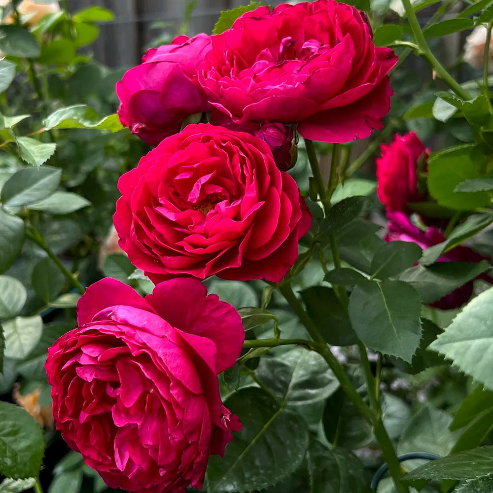 German Florist Shrub Rose Inspired by Ascot