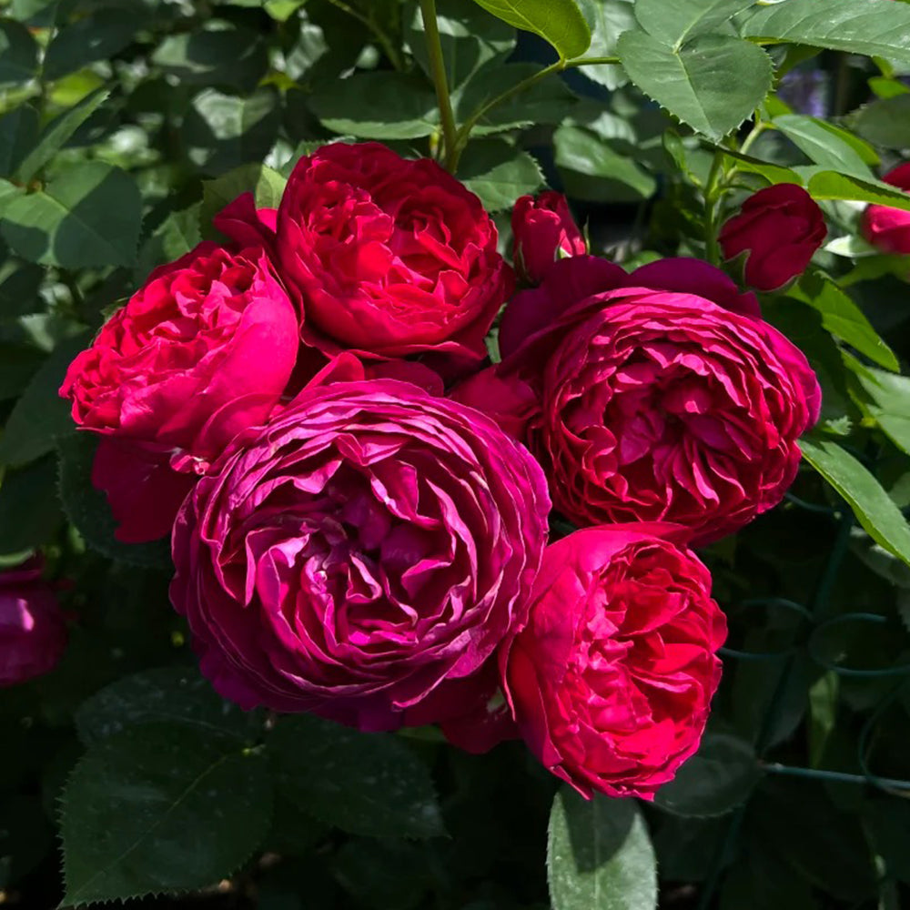 German Florist Shrub Rose Inspired by Ascot