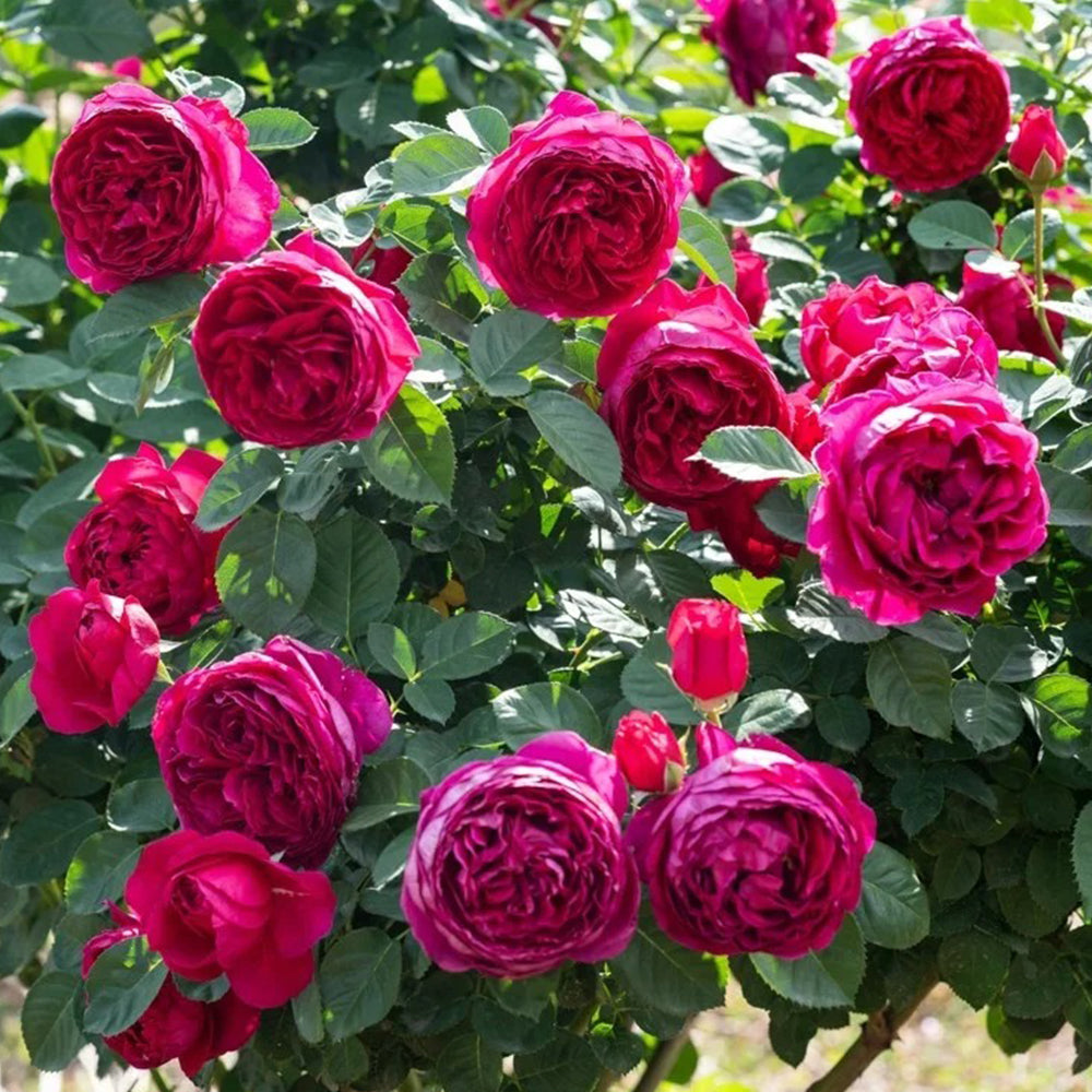 German Florist Shrub Rose Inspired by Ascot