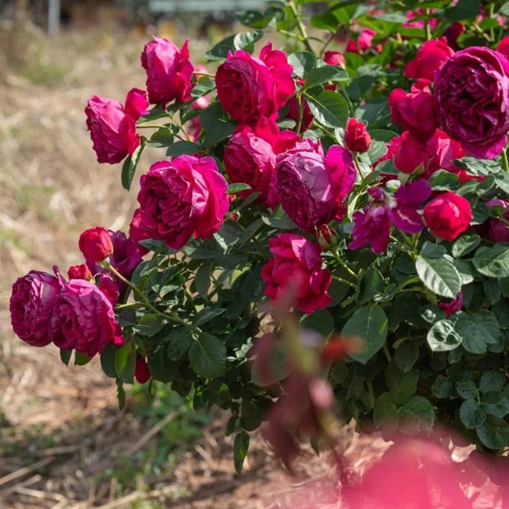 German Florist Shrub Rose Inspired by Ascot