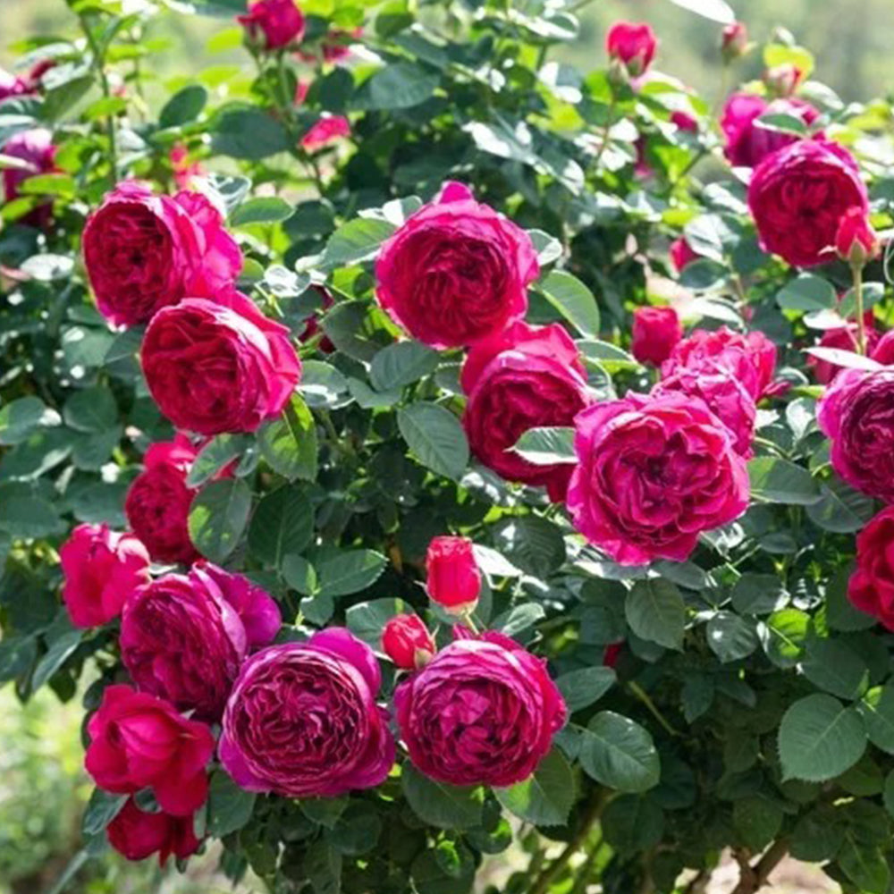 German Florist Shrub Rose Inspired by Ascot