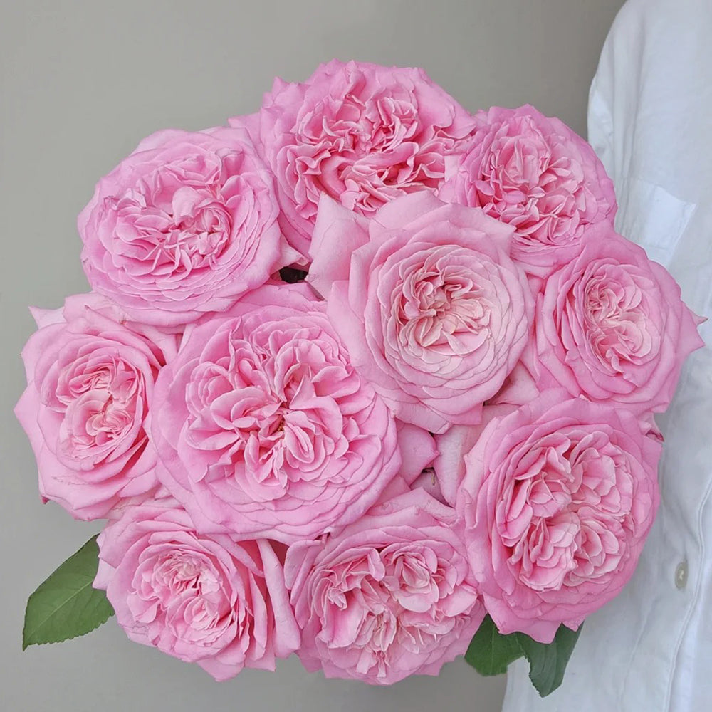 German Florist Shrub Rose Inspired by Ashley