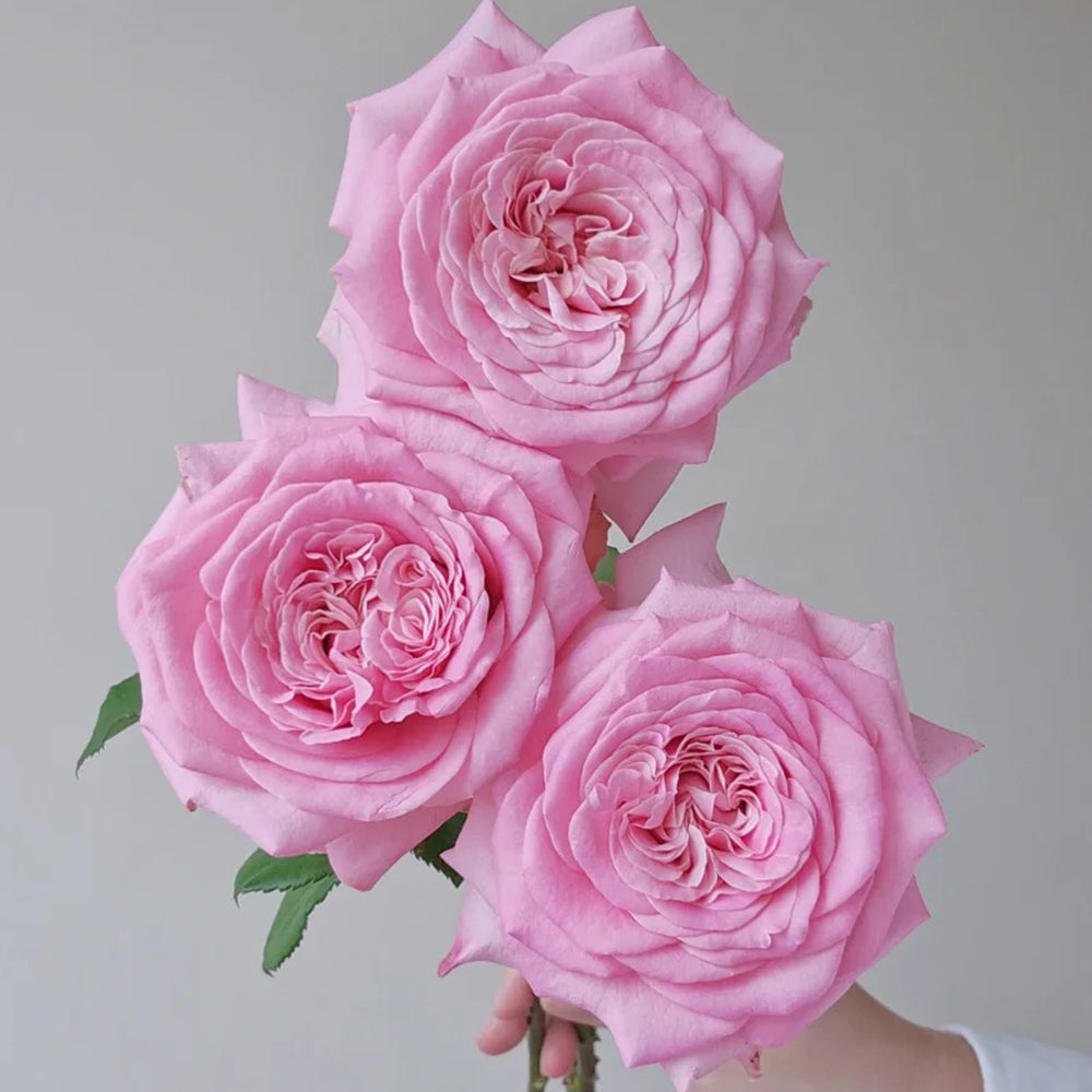 German Florist Shrub Rose Inspired by Ashley