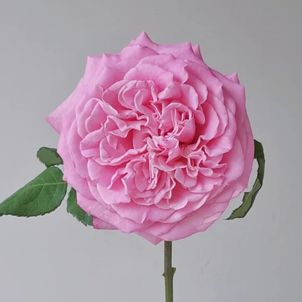 German Florist Shrub Rose Inspired by Ashley