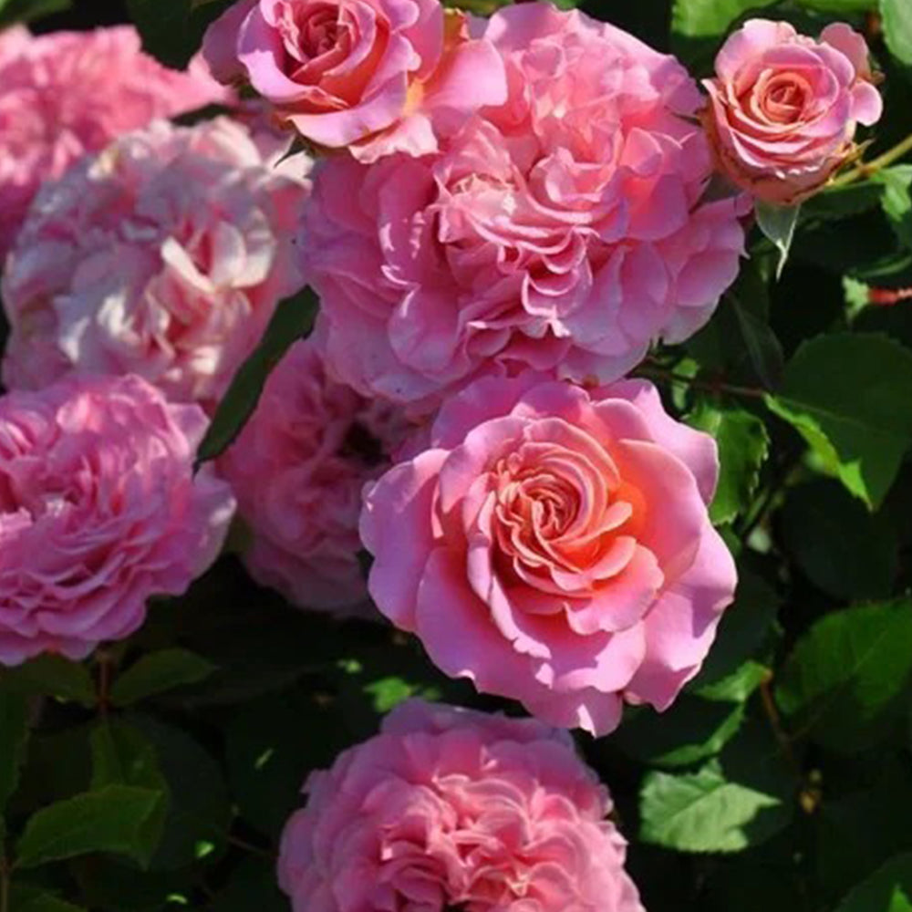 German Florist Shrub Rose Inspired by Ashley