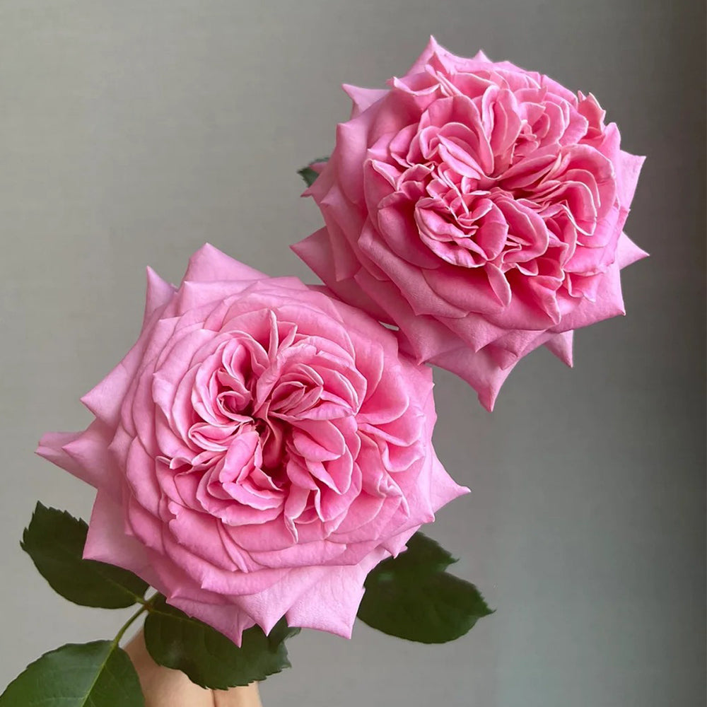 German Florist Shrub Rose Inspired by Ashley