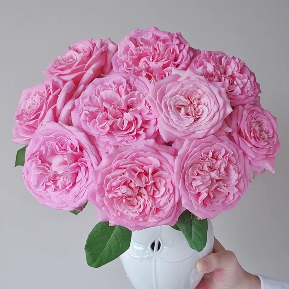 German Florist Shrub Rose Inspired by Ashley