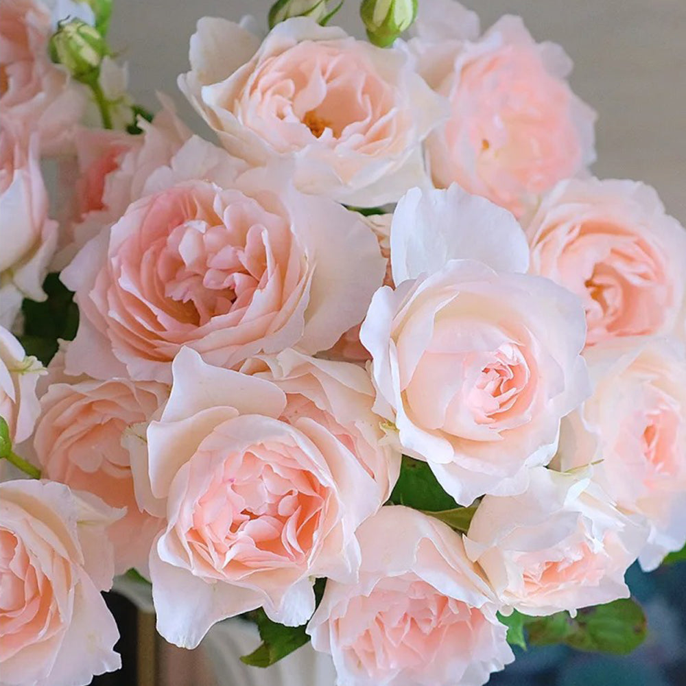 Aube Legere French Garden Climbing Rose