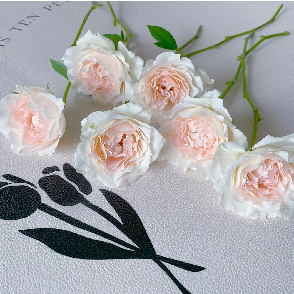 Aube Legere French Garden Climbing Rose