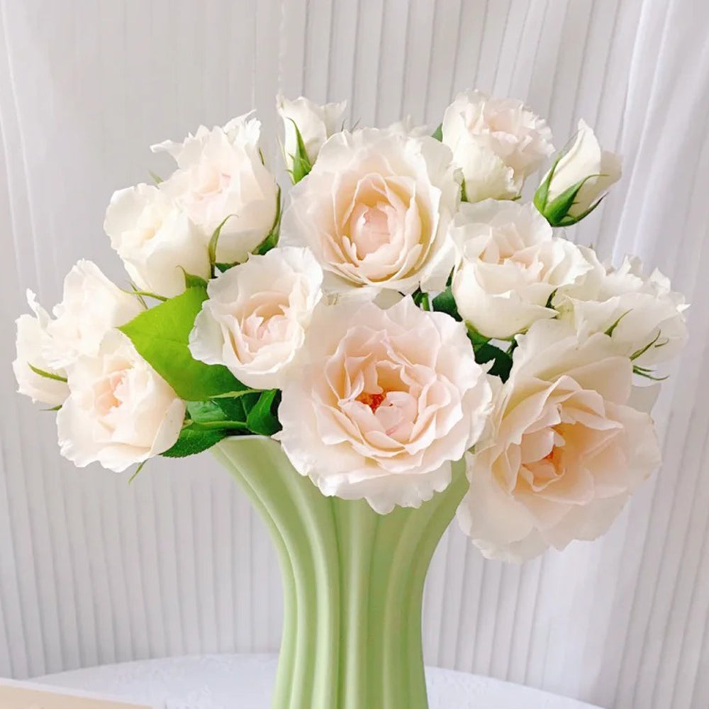 Aube Legere French Garden Climbing Rose